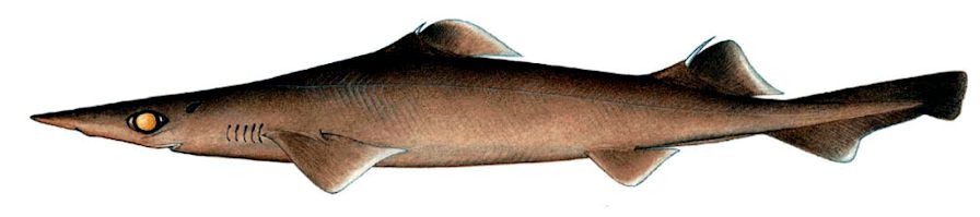 Deania profundorum_05.jpg
